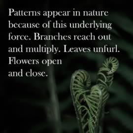 Patterns appear in nature because of this underlying force. Branches reach out and multiply. Leaves unfurl. Flowers open and close.