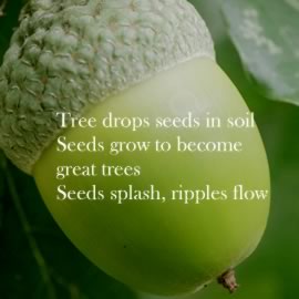 Tree drops seeds in soil. Seeds grow to become great trees. Seeds splash, ripples flow.